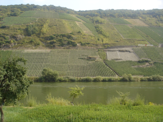025 - PAYSAGE DES BORDS DE LA MOSELLE 6.JPG